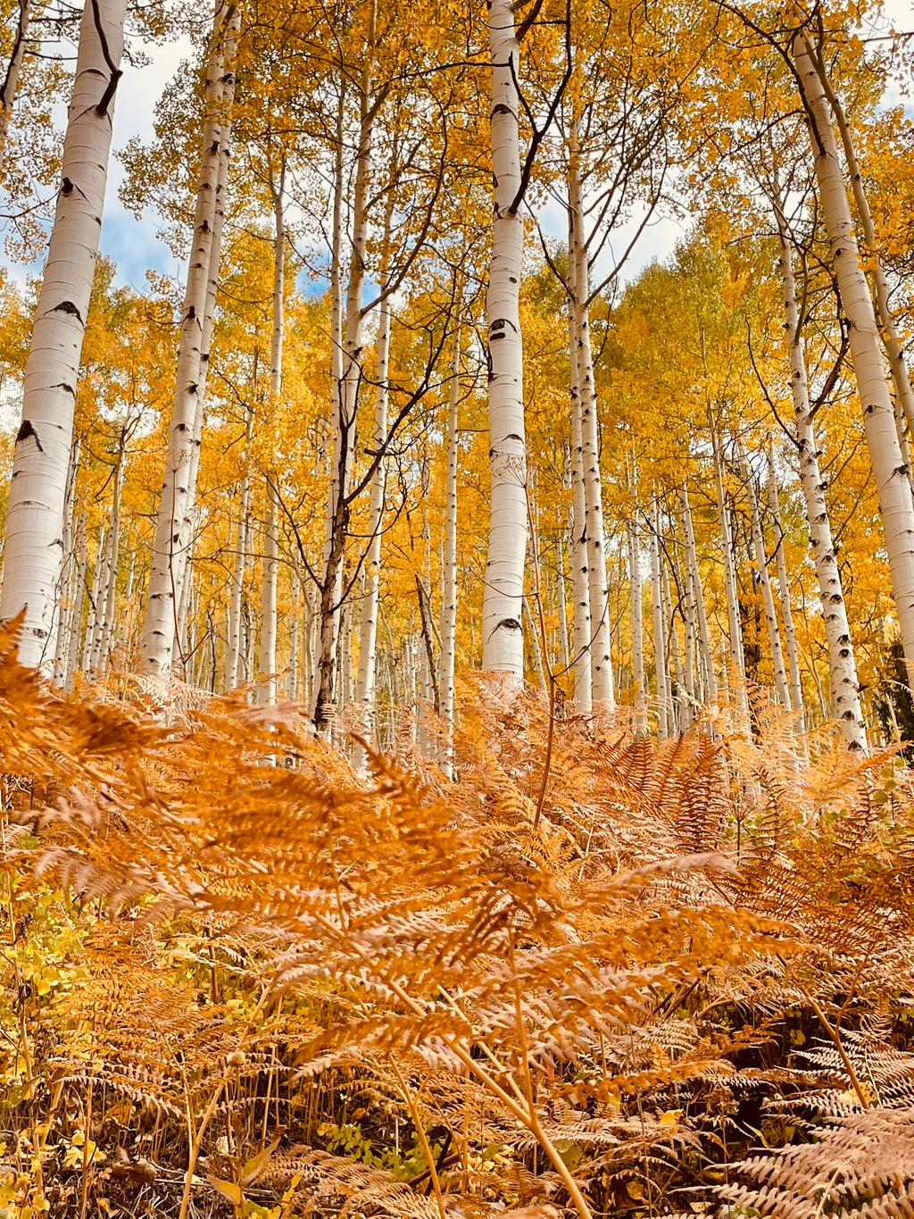 Golden Mountains: A Family Guide to Crested Butte's Golden Aspens